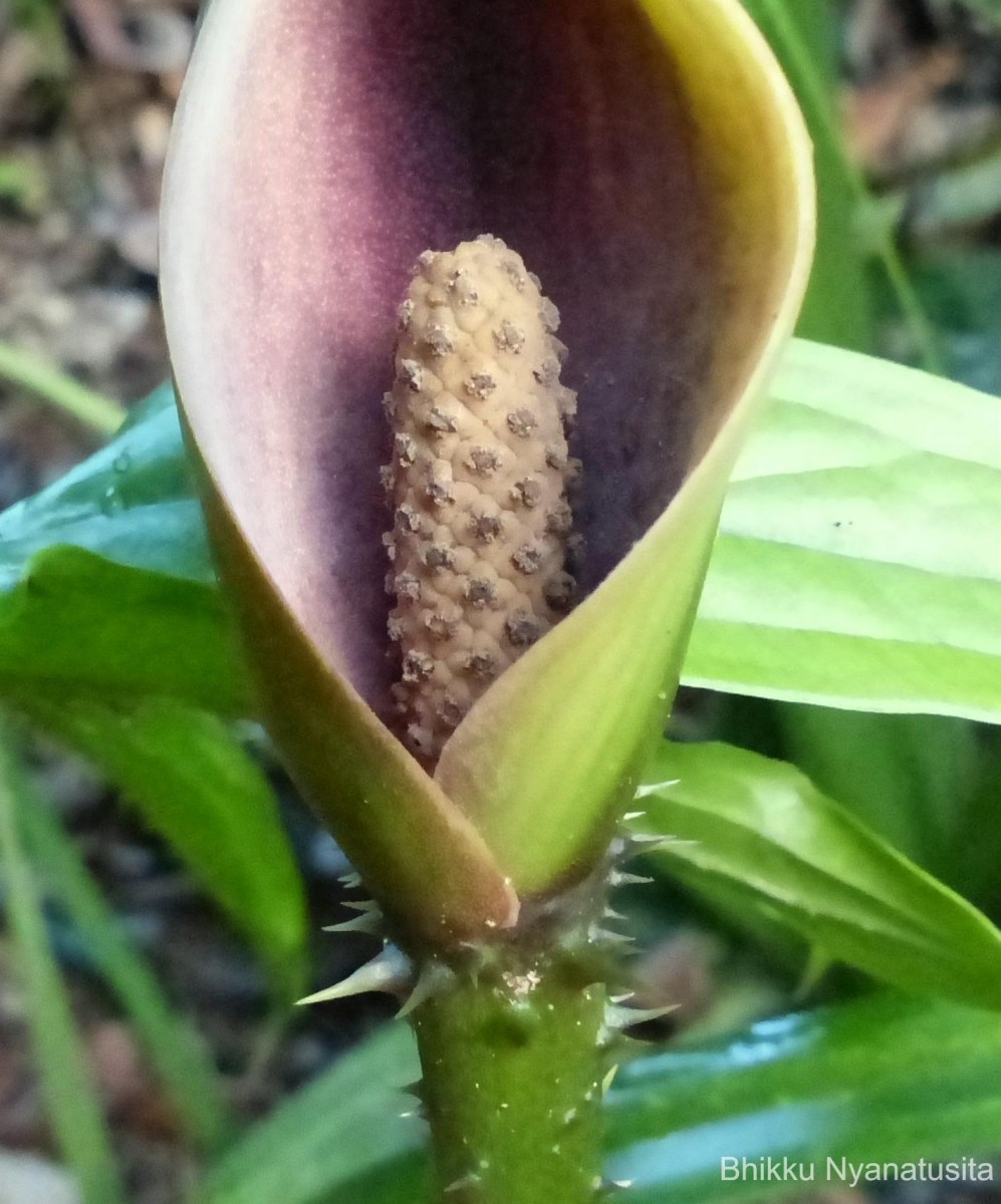 Lasia spinosa (L.) Thwaites